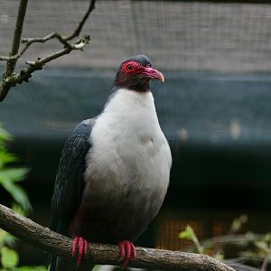 Papuan mountain-pigeon