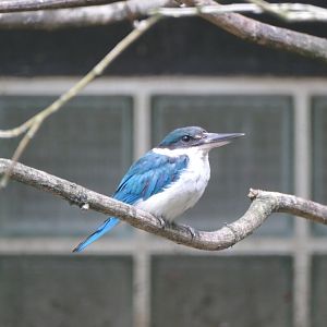 Sulawesi Collared kingfisher