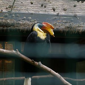Wrinkled hornbill