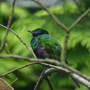 Emerald starling