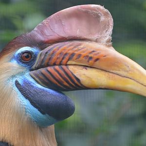 Sulawesi knobbed hornbill