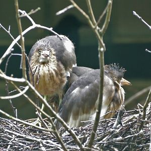 Javan pond-heron youngsters