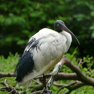 Blue eyed ibis