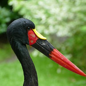 Saddle-billed stork