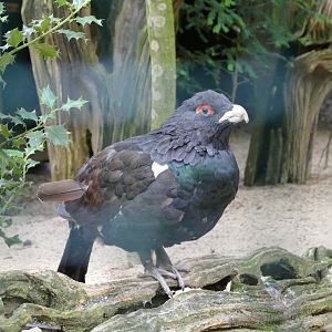 Western capercaillie