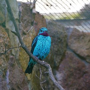 Spangled cotinga