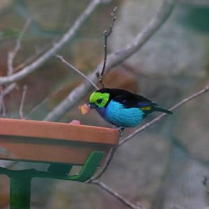 Paradise tanager