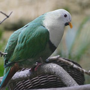 Black-chinned fruit-dove
