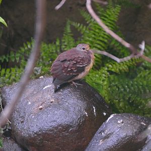 Cinnamon ground-dove youngster