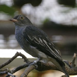 Pompadour cotinga