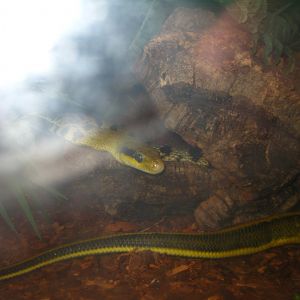 Taiwan Beauty Snake 2013