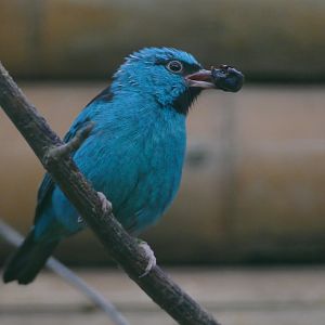 Blue dacnis with berry