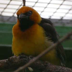 Black-necked weaver
