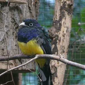 White-tailed Trogon