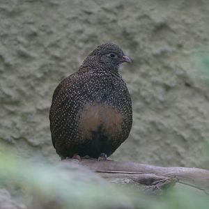 Stone partridge