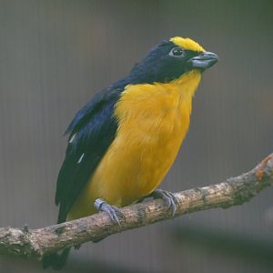Thick-billed euphonia