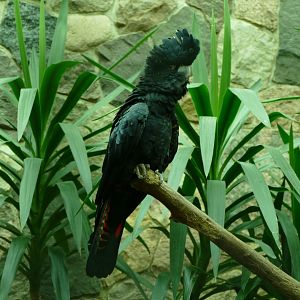 Red-tailed black cockatoo