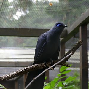 Blue Coua