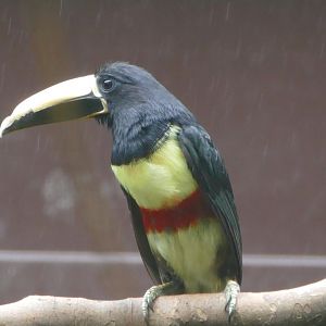 Northern black-necked aracari