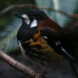 Chestnut-backed ground-thrush