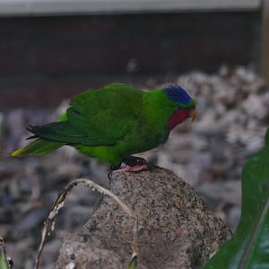 Blue-crowned lory