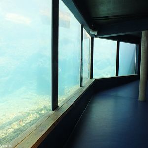 Auk Underwater Viewing Area