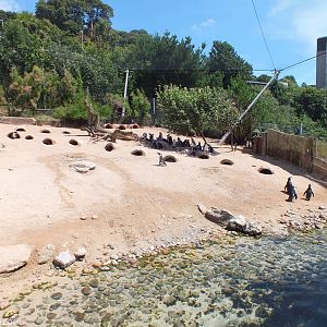Penguin Beach