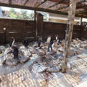 Macaroni Penguin Area