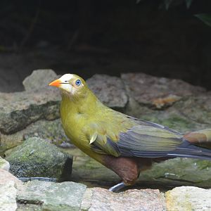 Green oropendola