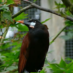 Montezuma oropendola