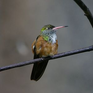 Emerald hummingbird
