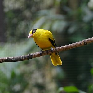 Eastern black-naped Oriole