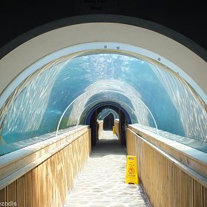 Tunnel Through Sealion Enclosure