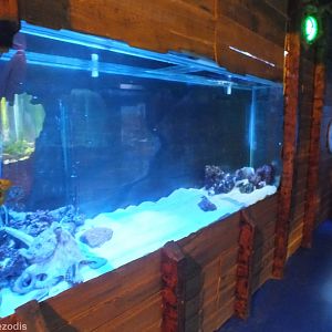 Octopus Tank