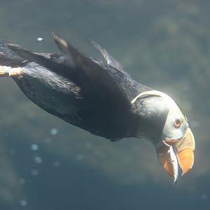 Tufted Puffin