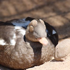 Spectacled Eider