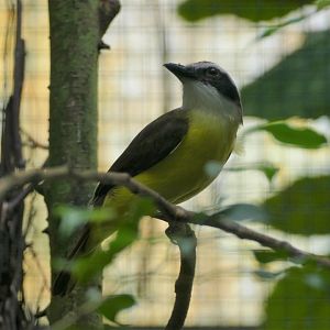 Great kiskadee flycatcher