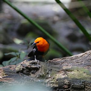 Scarlet-headed blackbird