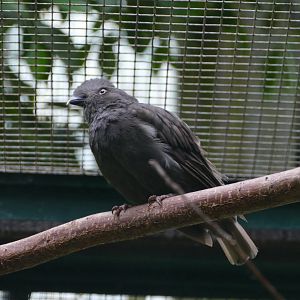 Guianan cock-of-the-rock hen