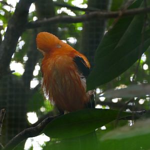 Andean cock-of-the-rock