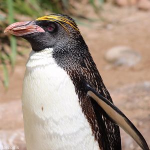 Macaroni Penguin