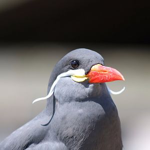 Inca Tern