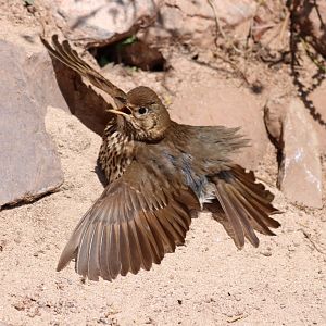 Song Thrush