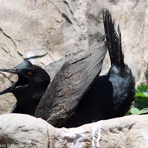 Bank Cormorant Displaying