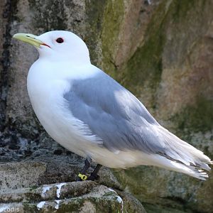 Pacific Black-legged Kittiwake