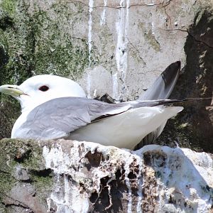 Red-legged Kittiwake