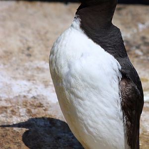 Guillemot
