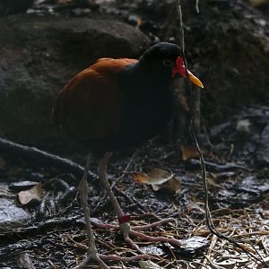 Wattled jacana