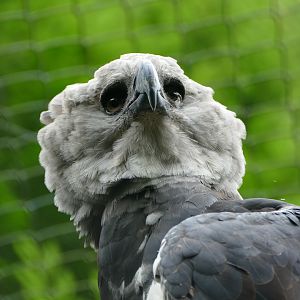 Harpy Eagle