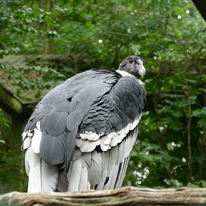 Andean condor